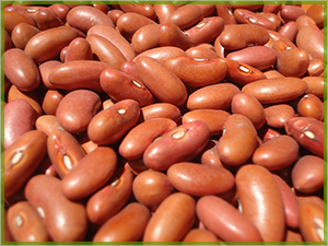 Red Organic Bean Processing