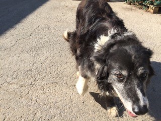 Sparky, our loyal Boarder Collie.