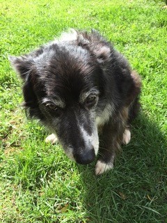 Sparky, our loyal Boarder Collie